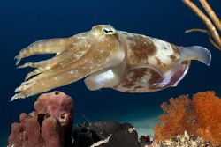 Cuttlefish. by Erika Antoniazzo 